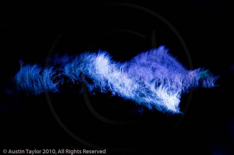 Mirrie Dancers Illuminations - Sand Dunes, West Sandwick