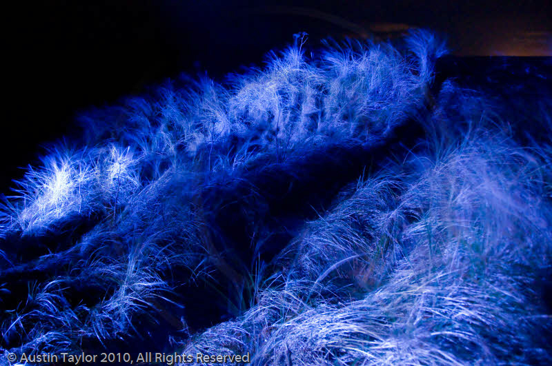 Mirrie Dancers Illuminations - Sand Dunes, West Sandwick