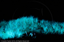 Mirrie Dancers Illuminations - Sand Dunes, West Sandwick