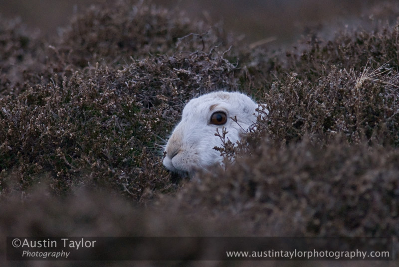 Mountain hares in their winter coat at Kirkabister, North Nesting, Shetland