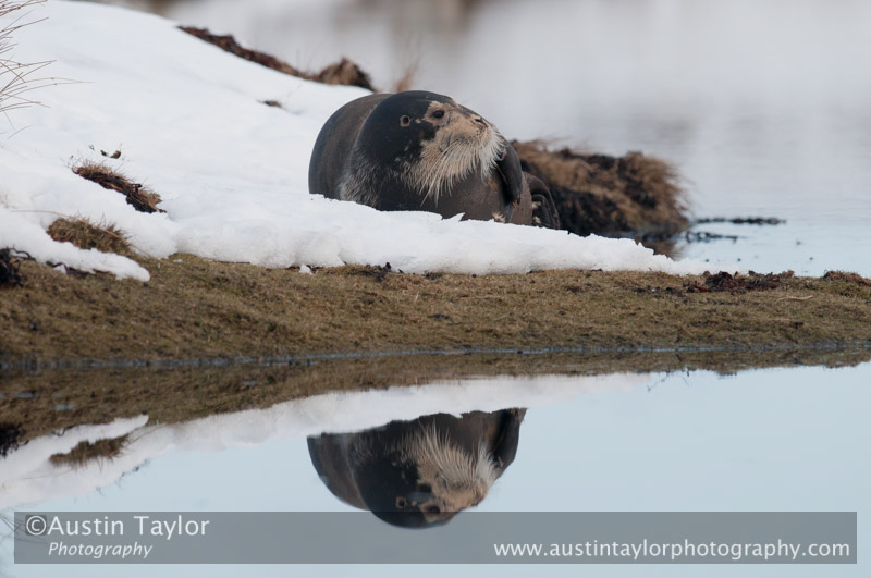 Bearded seal in snow on the banks at the head of Mid Yell Voe, Yell 3 March 2010