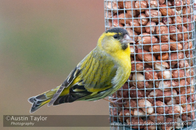 Adult male and juvenile Siskin at Murrayston, Lerwick