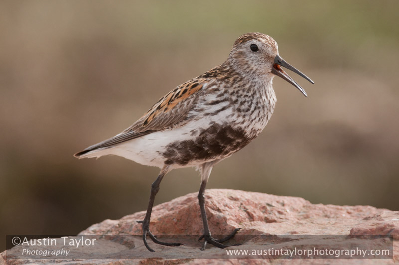 Dunlin, Uyea