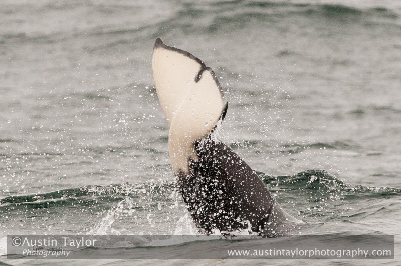 Orca, Grutness Voe 2 July 2011