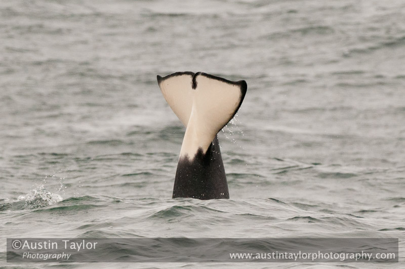 Orca, Grutness Voe 2 July 2011