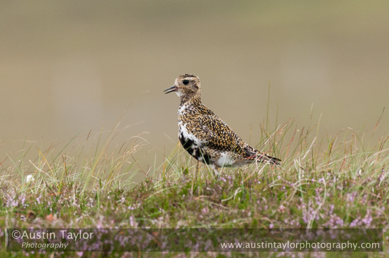 Golden plover
