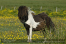 Shetland Ponies at Tingwall, Shetland