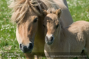 Shetland Ponies with foal at Bridge End, Burra, Shetland