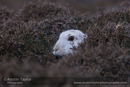 Mountain hares in their winter coat at Kirkabister, North Nesting, Shetland