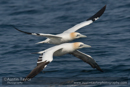 Gannets, Noss
