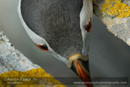 Puffin eyes, Sumburgh