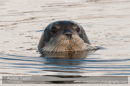 Bearded seal in snow on the banks at the head of Mid Yell Voe, Yell 3 March 2010