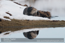 Bearded seal in snow on the banks at the head of Mid Yell Voe, Yell 3 March 2010