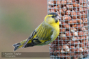 Adult male and juvenile Siskin at Murrayston, Lerwick