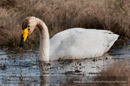 Whooper swan, Laxfirth