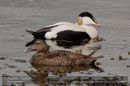 Eider, Wadbister