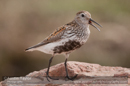 Dunlin, Uyea
