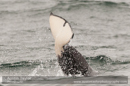 Orca, Grutness Voe 2 July 2011
