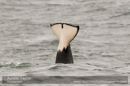 Orca, Grutness Voe 2 July 2011