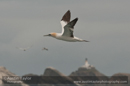 Gannet, Muckle Flugga
