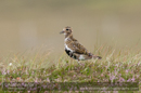 Golden plover