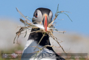 Puffin