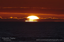 Transit of Venus, Lamba Ness, Unst, Shetland Isles - Venus clearly visible as the sun rises