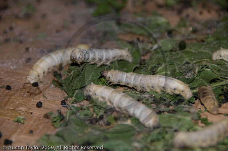 Silk worms at Silk factory and shop, Beijing