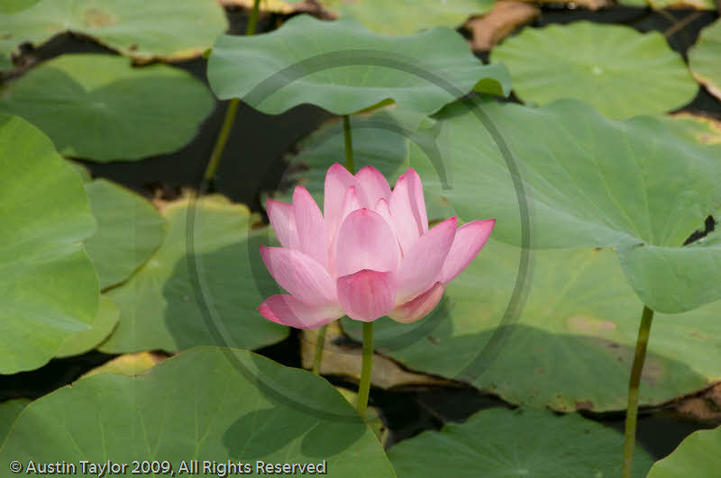 Lotus flower, Birds Nest Stadium, Beijing