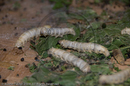 Silk worms at Silk factory and shop, Beijing