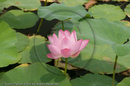 Lotus flower, Birds Nest Stadium, Beijing
