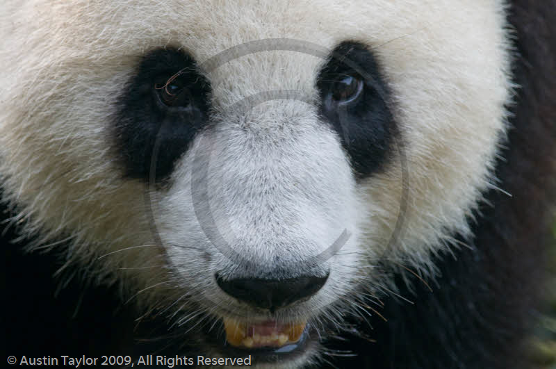 Adolescent Giant Pandas at the Giant Panda Breeding and Research Centre, Chengdu, Sichuan