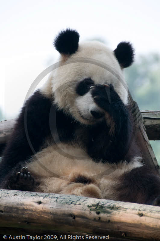 Adolescent Giant Pandas at the Giant Panda Breeding and Research Centre, Chengdu, Sichuan