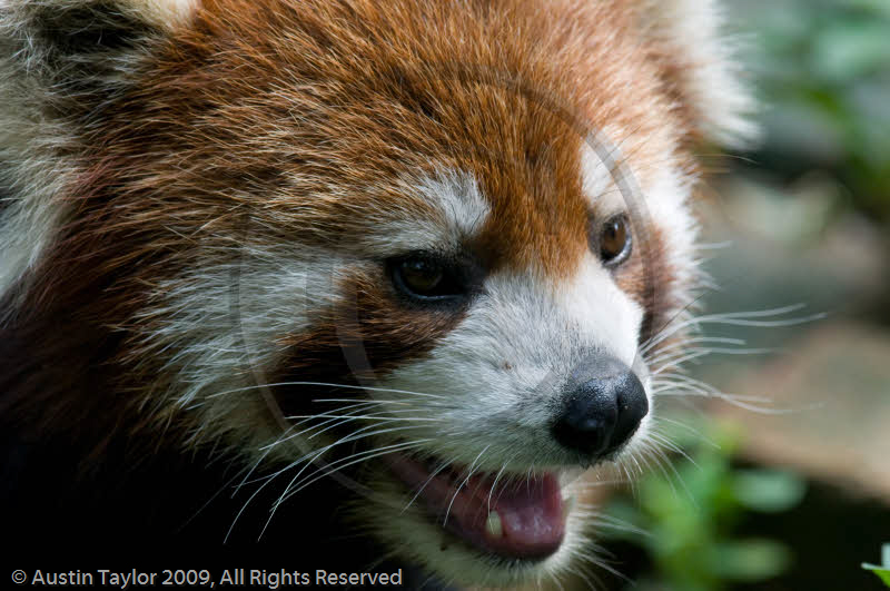 Red Pandas at the Giant Panda Breeding and Research Centre, Chengdu, Sichuan