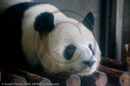 Adult male Giant Panda at the Giant Panda Breeding and Research Centre, Chengdu, Sichuan