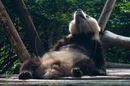 Adolescent Giant Pandas at the Giant Panda Breeding and Research Centre, Chengdu, Sichuan