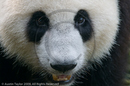 Adolescent Giant Pandas at the Giant Panda Breeding and Research Centre, Chengdu, Sichuan