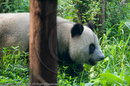 Adolescent Giant Pandas at the Giant Panda Breeding and Research Centre, Chengdu, Sichuan