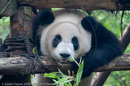 Giant Panda