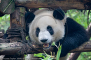 Adolescent Giant Pandas at the Giant Panda Breeding and Research Centre, Chengdu, Sichuan