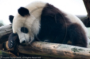 Adolescent Giant Pandas at the Giant Panda Breeding and Research Centre, Chengdu, Sichuan