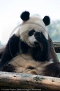 Adolescent Giant Pandas at the Giant Panda Breeding and Research Centre, Chengdu, Sichuan