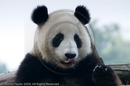 Adolescent Giant Pandas at the Giant Panda Breeding and Research Centre, Chengdu, Sichuan