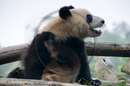 Adolescent Giant Pandas at the Giant Panda Breeding and Research Centre, Chengdu, Sichuan