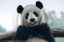 Adolescent Giant Pandas at the Giant Panda Breeding and Research Centre, Chengdu, Sichuan