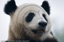 Adolescent Giant Pandas at the Giant Panda Breeding and Research Centre, Chengdu, Sichuan