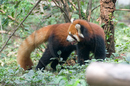 Red Pandas at the Giant Panda Breeding and Research Centre, Chengdu, Sichuan