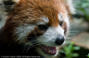 Red Pandas at the Giant Panda Breeding and Research Centre, Chengdu, Sichuan