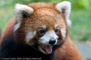 Red Pandas at the Giant Panda Breeding and Research Centre, Chengdu, Sichuan