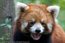 Red Pandas at the Giant Panda Breeding and Research Centre, Chengdu, Sichuan